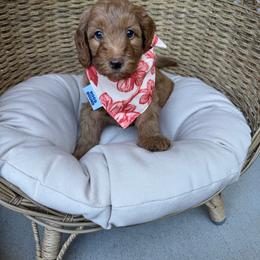 Pink Padre Girl - Apricot female Goldendoodle puppy in Roseville, California from Roseville GoldenDoodles