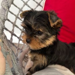 Boy 2 - Black and tan male Yorkshire Terrier puppy in Livermore, California from Ruben & Tatiana’s Yorkshire Terriers