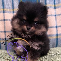 ON HOLD AKC RORY - Black and tan Pomeranian puppy in Watkins Glen, New York from Wicked Spirits Pomeranians