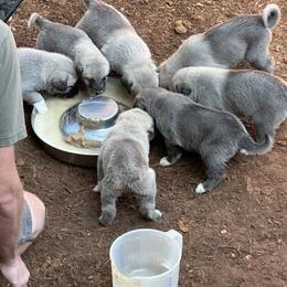 Boy 4 - Fawn male Kangal puppy in Morganton, Georgia from Shadow Wings Farm