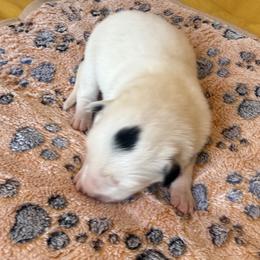 3D - White ticked male Border Collie puppy in Salem, Indiana from Hidden Creek