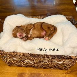 Bogey - Red  male Goldendoodle puppy in Springville, Utah from JW Doodles