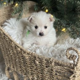 Green - Cream parti male Pomeranian puppy in Meridian, Idaho from Idaho_poms