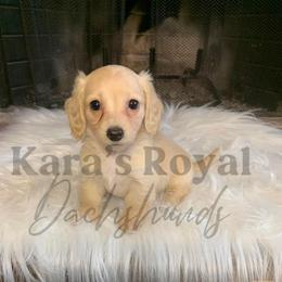 Dachshund Puppies from Karas Royal Dachshunds