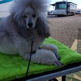 Poodle All Grown Up from Reflexxion Poodles