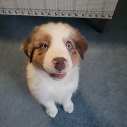 Haggard - Red merle male Australian Shepherd puppy in Oak Ridge, Missouri from Myers Farm Aussies