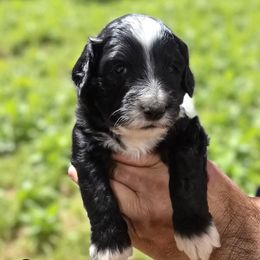 Cappuccino (Cappy) - Black and white male Aussiedoodle puppy in Lebanon, Oregon from Abbott Family Farm