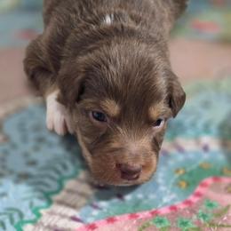 Mint collar girl - Red tri-color female Australian Shepherd puppy in Rainsville, Alabama from Chaparro Farm