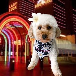 Lady - Poodle