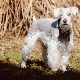 Kenobi - Miniature Schnauzer