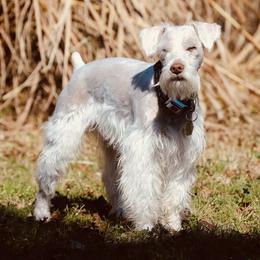Kenobi - Miniature Schnauzer