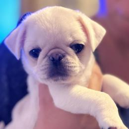 Jasper (tiny runt) - White male Pug puppy in Morgantown, West Virginia from Groovy Pugs