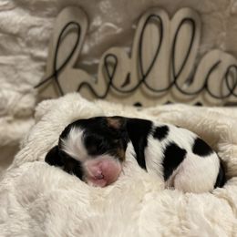 Cavalier King Charles Spaniel Puppies from Cassie’s Cavaliers