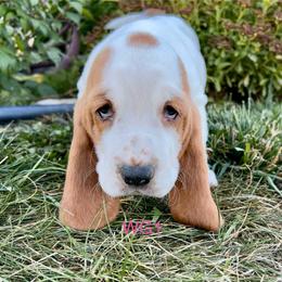 WG1 - Red and white female Basset Hound puppy in Britton, South Dakota from K&S Canines
