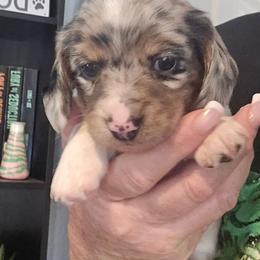 Blabk and cream dapple piebald - Dapple female Dachshund puppy in Port Charlotte, Florida from Vicki's Dachshund Crossing