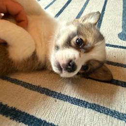 Frosty Mint - Red female Pembroke Welsh Corgi puppy in New York, New York from Ad Astra NYC