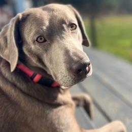 Rhi - Labrador Retriever