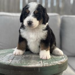 LAINEY - Tri-color female Bernedoodle puppy in Corpus Christi, Texas from The Henke Doodles