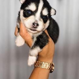 Edison - Black and white male Pomsky puppy in Mc Callsburg, Iowa from SZ Rolling Acres LLC