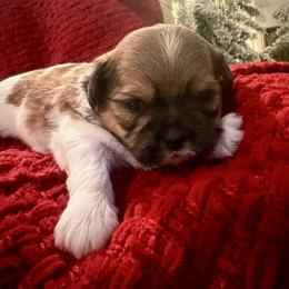 Winston - Black gold and white male Shih Tzu puppy in Lexington, North Carolina from SCS Shih Tzus