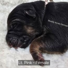 Lt. Pink - Black and tan female German Shepherd puppy in Tony, Wisconsin from Muddy Acres German Shepherds