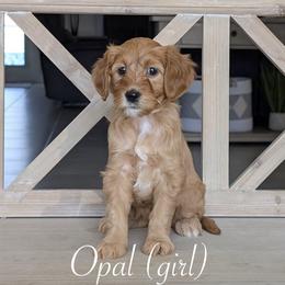 Opal - Red  female Goldendoodle puppy in Beverly Hills, Florida from Bundle of Joy Doodles