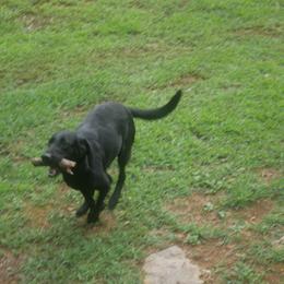 BVB's Hanes' Lucy - Black female Labrador Retriever puppy in Buffalo Valley, Tennessee from Buffalo Valley Breeders