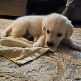 Girl 4 - female Labrador Retriever puppy in Lowell, Michigan from Ganderwood English Labradors