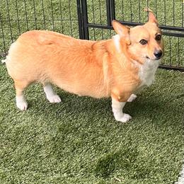Kellyn - Sable female Pembroke Welsh Corgi puppy in De Witt, Arkansas from Western Plains Kennel
