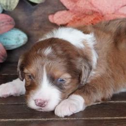 Boogie RMF - Red merle female Aussiedoodle puppy in Lawton, Oklahoma from Lindsey’s Aussies
