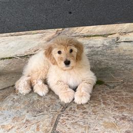 S'mores - Red male Bernedoodle puppy in Monument, Colorado from Colorado Dreamin Doodles