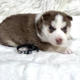 Eddy - Red and white male Siberian Husky puppy in Vail, Iowa from Homegrown Huskies