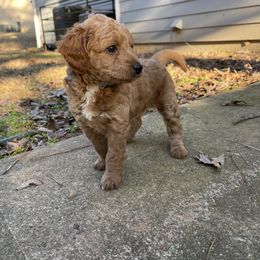 Goldendoodle Puppies from DeBerrys Doodles