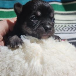 Becka - Black and tan female Chihuahua puppy in Gerald, Missouri from OutLaw Chihuahua's