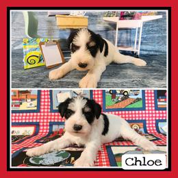 Chloe - Parti female Miniature Schnauzer puppy in Lebanon, Missouri from Cedar Glades Canines