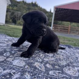 Yellow Collar - Black male Labrador Retriever puppy in Longview, Washington from Northwest Cairn Terriers