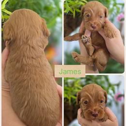 James - Apricot male Goldendoodle puppy in Decatur, Tennessee from Diamond's Doodles