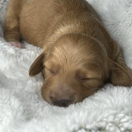 Red boy - Red male Dachshund puppy in Payette, Idaho from NT Mini Doxies
