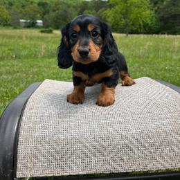 Teddy - Black and tan male Dachshund puppy in Milroy, Pennsylvania from Not Your Average Weiner