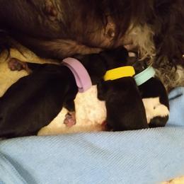 Miniature Schnauzer Puppies from Little Schnauzer Paws