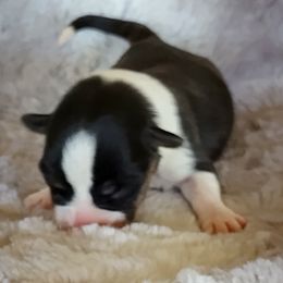 Boy 4 - Cardigan Welsh Corgi puppy in Huntington Beach, California from Victory Crown