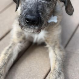 Irish Wolfhound Puppies from Hidden Hollow Wolfhounds