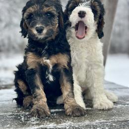 Tucker - Black phantom male Aussiedoodle puppy in Lancaster, Minnesota from Finney Ranch