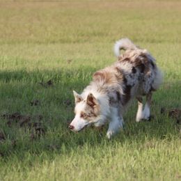American Corgi, Border Collie, and Pembroke Welsh Corgi Puppies from Cowtown Corgis & Border Collies