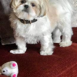Shih Tzu All Grown Up from Snowhisper Shih Tzu