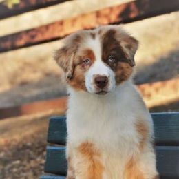 Australian Shepherd Puppies from Triple MMM Kennel