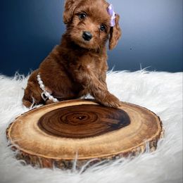 Angel - Red  female Goldendoodle puppy in from Pink Poodles and Doodles