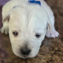 1st Pick Male - White male West Highland White Terrier puppy in Mayo, Florida from Carrot Tails LLC