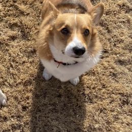 French Bulldogs from Kelle Freels