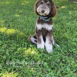 Goldendoodle and Labradoodle All Grown Up from Reddy Poodles & Doodles